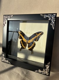 Image 2 of White Velvet Yellow Butterfly Frame