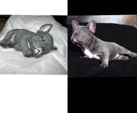 Image 3 of Custom French Bulldog Figurine Only Handpainted To Your Dog's Photo
