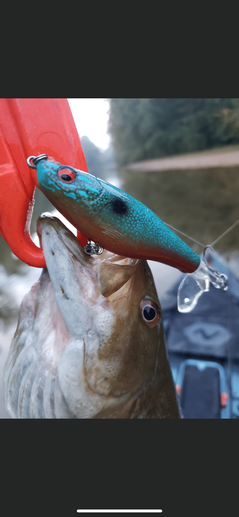 Flatside Plopper Longear