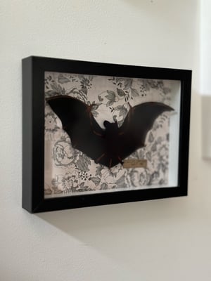 Image of Goulds wattled bat 1 faux taxidermy 