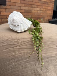Image 1 of String of Turtles in Seashell