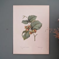 Image 10 of Planches  Anciennes les fruits de Redouté