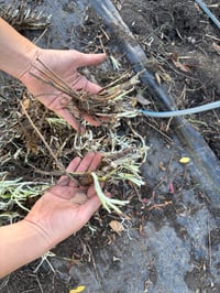 Image 2 of Billy Buttons - bare root