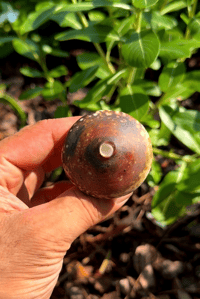 Image 3 of Mushroom double cap spoon 
