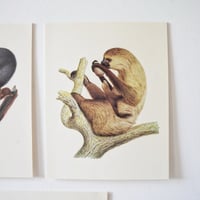 Image 10 of Planches De Bestiaire Du Muséum D'histoire Naturelle -