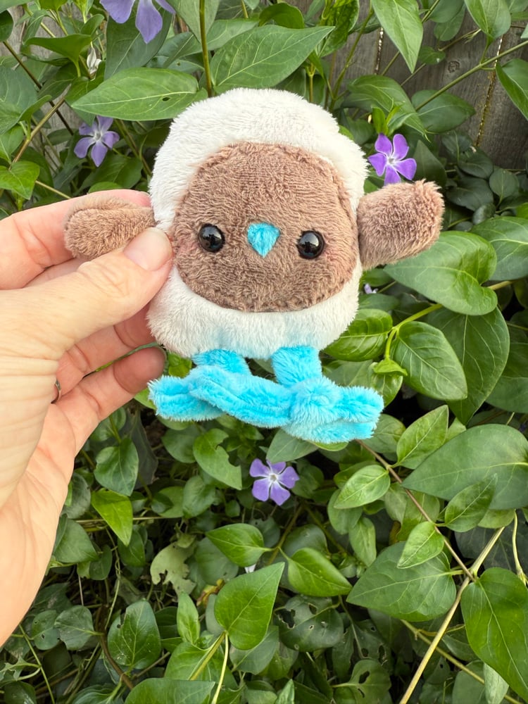 Image of blue footed boobie PREORDER