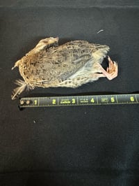 Image 1 of Large Quail