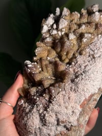 Image 10 of XL SUGARY DOG TOOTH CALCITE -MEXICO- B