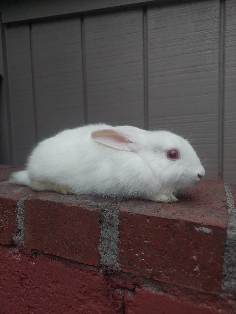 Image of Baby Snowy (F)