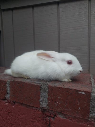 Image of Baby Snowy (F)