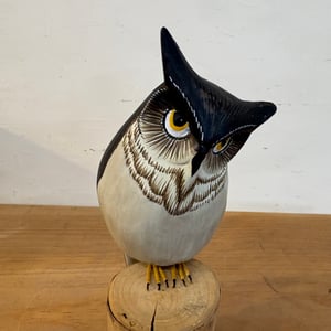 Image of Little horned owl