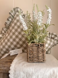 Image 1 of White Potted Lavender