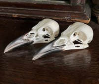 Carrion Crow Skull