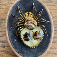 Image 1 of Specimen spider (a,  4x5 inches)