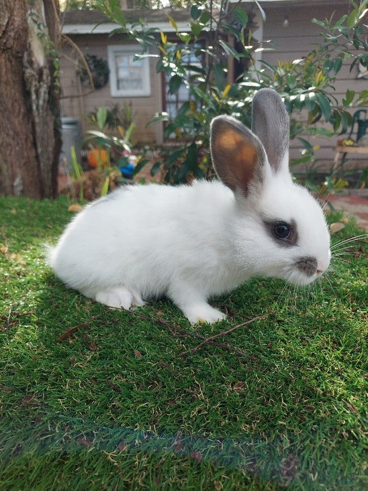 Image of Pebbles Baby (M)