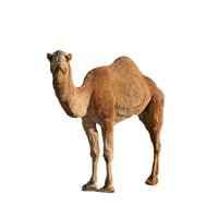 Dromedary Camel 