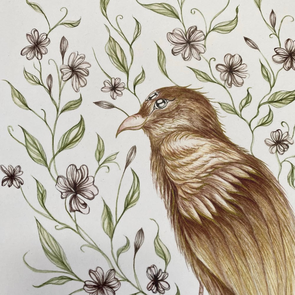 Image of Cherry Blossom