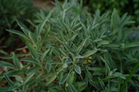 Image 1 of garden Sage