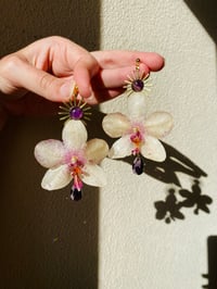 💛💜Amethyst Sun Moth Orchids💜💛