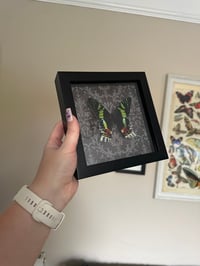 Image 3 of Sunset Moth