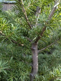 Image 3 of Mountain Hemlock : Tsuga mertensiana