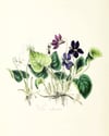 New! Sugared Violet