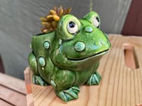 Image 1 of Happy Frog with Coppertone Stonecrop