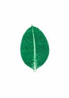 Ficus Elastica Monoprint 