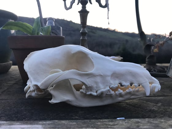 Image of Domestic Whippet Skull 
