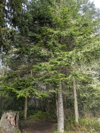 Image 5 of Grand Fir : Abies grandis