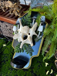 Image 1 of Cow vertebrae inky cap LED