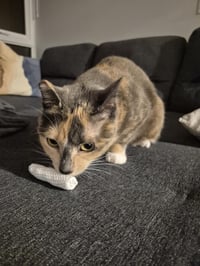 Image 3 of Cat Nip Joints