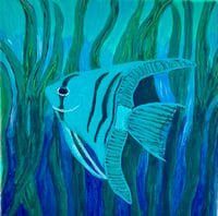 Image 2 of Blue Zebra Angelfish 