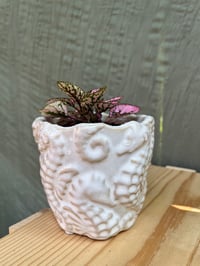 Image 1 of Polka Dot Plant in White Seahorse Pot