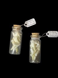 pig teeth jar
