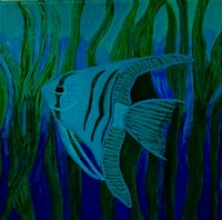 Image 5 of Blue Zebra Angelfish 