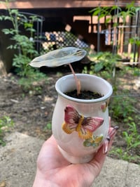 Image 2 of 'Pink Princess' Alocasia in Butterfly Vessel