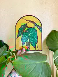 Image 2 of Begonia Arc 