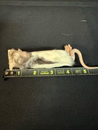Image 2 of Weaned/XS Rats 