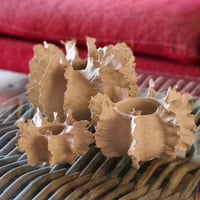 Image 1 of Erizos de Tierra