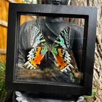 Image 2 of Sunset Moth - Urania riphaeus