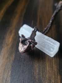 Image 4 of Porcupine vertebra