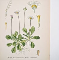 Image 1 of Planches Anciennes De Botanique En Couleurs
