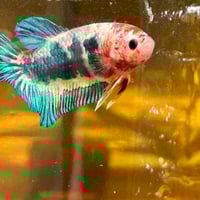Image of Tiger Koi Blue Red Gold Galaxy HMPK Male
