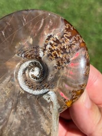 Image 12 of Purple - Rainbow Iridescent Ammonite Shell Fossil | Madagascar #2895