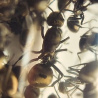 Image 2 of Polyrhachis Dives
