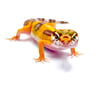 Bold High Contrast Tangerine (Tremper) H- 15
