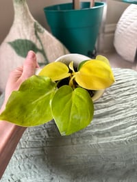 Image 3 of Neon Philodendron in Black Lab Mug 