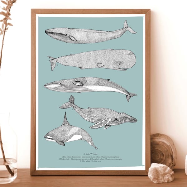 Image of British whales print