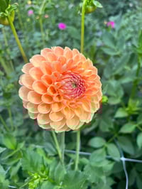 Image 1 of Chrichton Honey - Ball Type